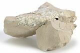 Fossil Oreodont (Merycoidodon) Upper Skull - Unprepared #249260-3